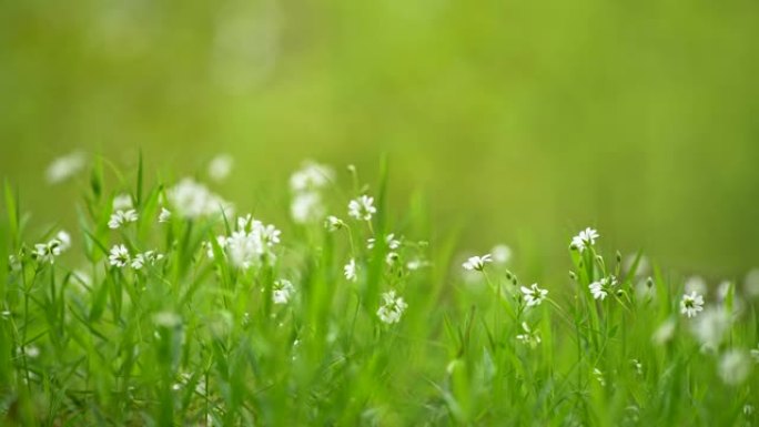 夏季森林鲜花盛开在近地面的绿草间。森林林间空地上生长的新鲜芬芳的白色野花。滑块镜头，4K