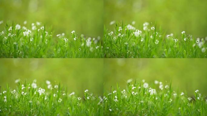 夏季森林鲜花盛开在近地面的绿草间。森林林间空地上生长的新鲜芬芳的白色野花。滑块镜头，4K