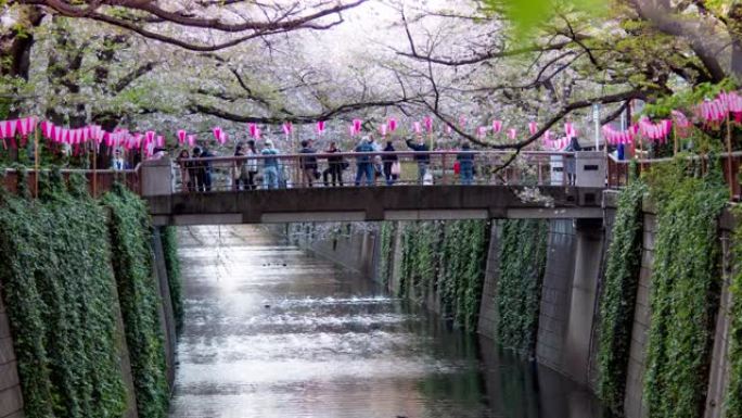 日本东京目黑河樱花的樱花落花，延时运动