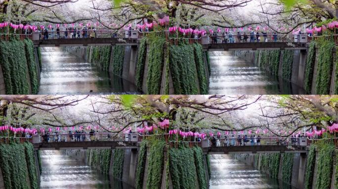 日本东京目黑河樱花的樱花落花，延时运动