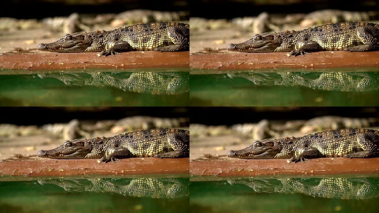 短吻鳄 (鳄鱼) 和他在水面上的倒影