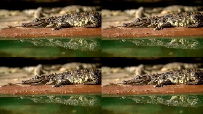 短吻鳄 (鳄鱼) 和他在水面上的倒影