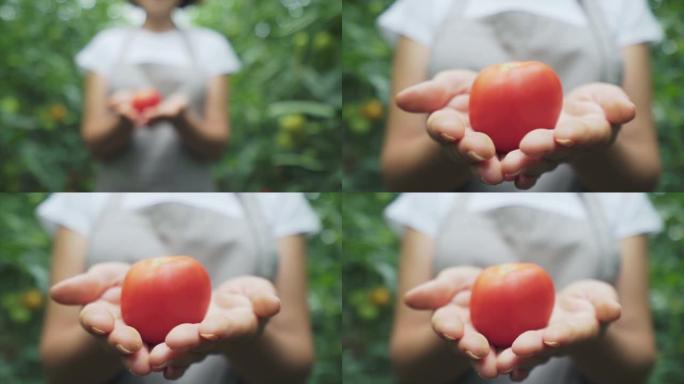 持有有机番茄的农民。