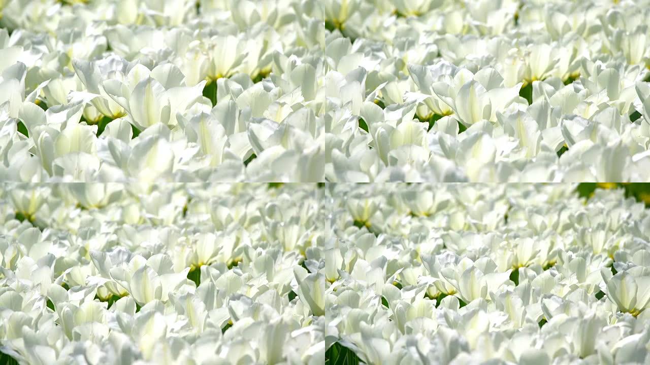 日本美丽的郁金香白色