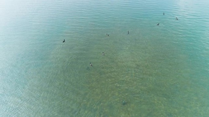 成群的野鸭潜入水中猎鱼