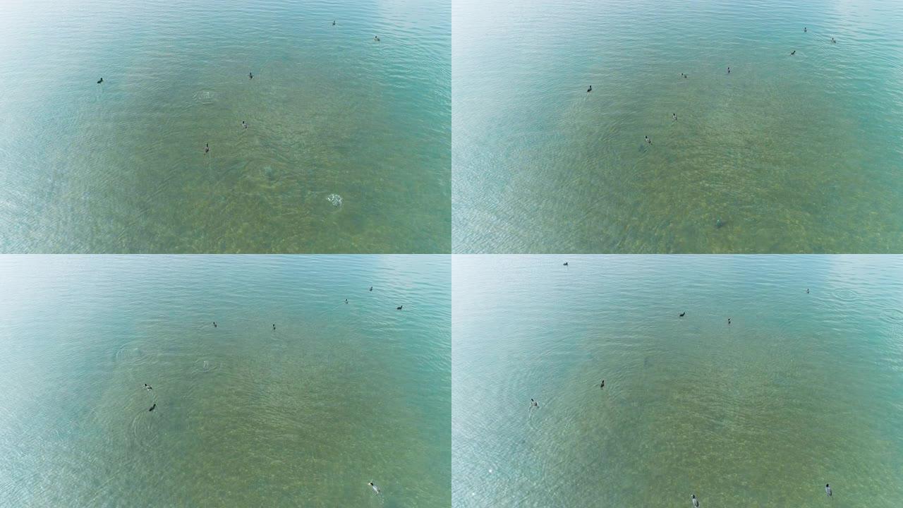 成群的野鸭潜入水中猎鱼