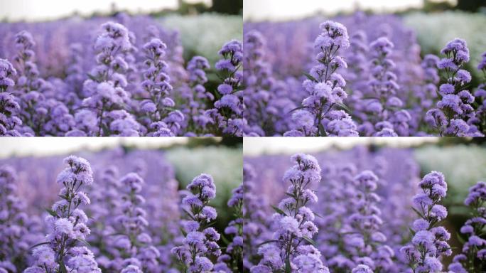 紫色玛格丽特花特写空镜花瓣