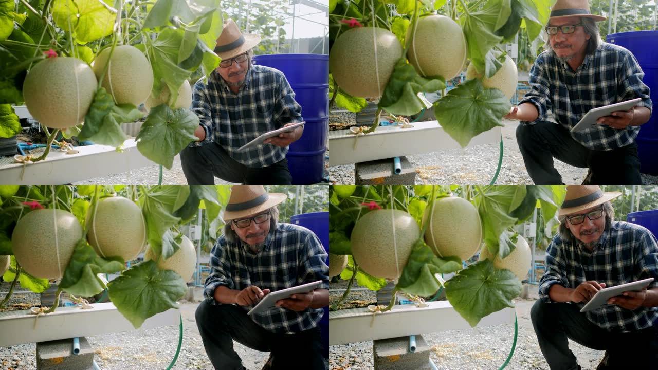农民使用平板电脑技术来监视，控制和调节led，大气，湿度，水位，并在垂直或室内农业中保持跟踪收获时间