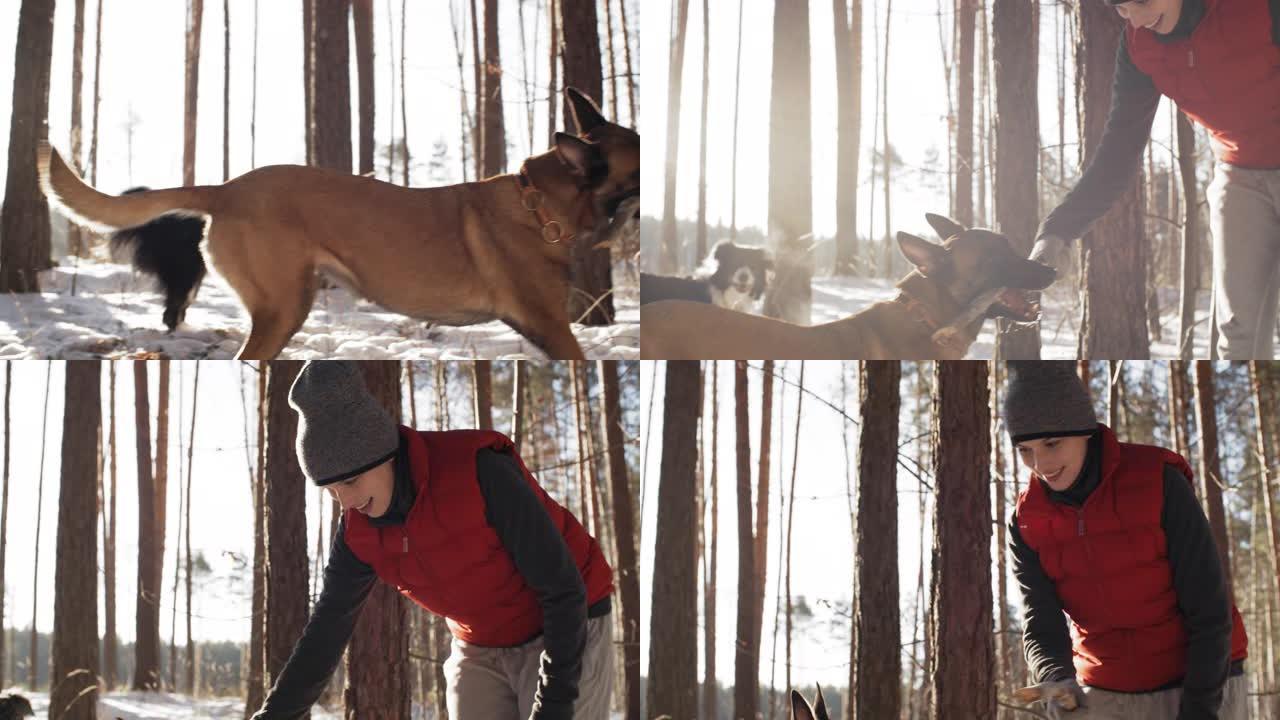 狗在冬季散步时与主人玩耍