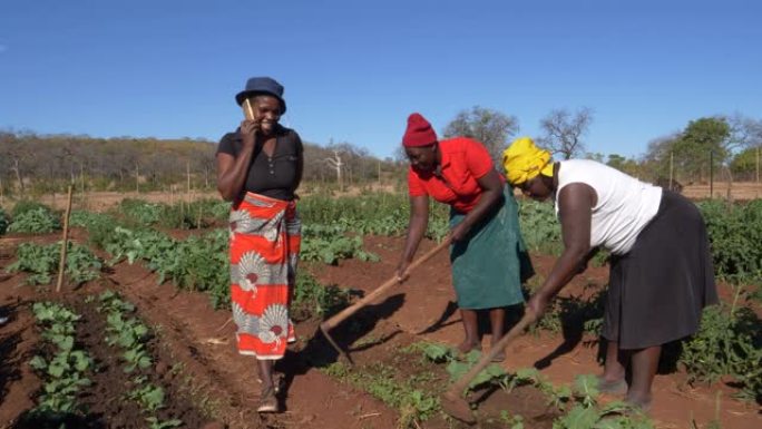 社区花园项目。津巴布韦，手机上的女人与市场交流，而其他女人则倾向于蔬菜