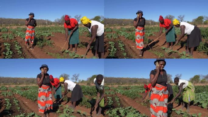社区花园项目。津巴布韦，手机上的女人与市场交流，而其他女人则倾向于蔬菜