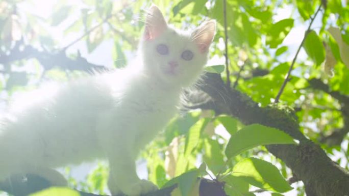 镜头耀斑: 春天的阳光透过树叶和树梢上的小猫