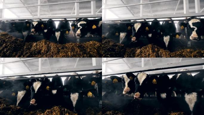 谷仓里的牛正在吃草料