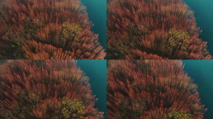 水边的黎明红木森林的航拍