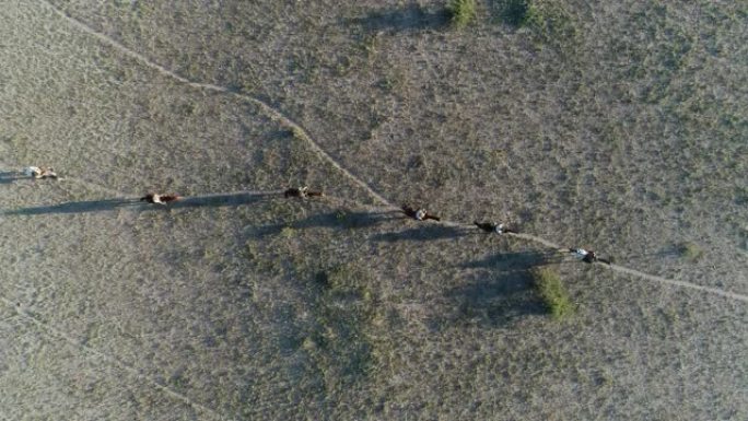 在博茨瓦纳的Makgadikgadi平底锅中，一群骑马者沿着用得很好的动物轨迹行走的鸟瞰图