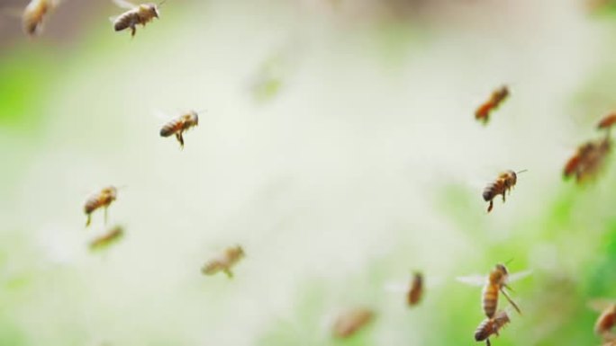 蜂群慢动作，蜜蜂飞舞