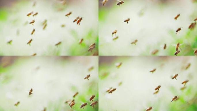 蜂群慢动作，蜜蜂飞舞