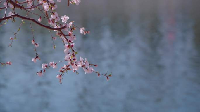 河岸边的粉色桃花和白色桃花