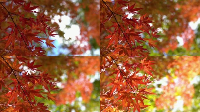 4k的红色枫叶背景在秋季。
