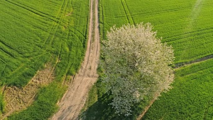 WS鸟瞰图单白树，周围是阳光明媚，田园诗般的绿色麦田
