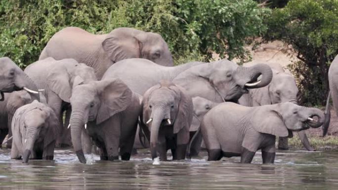 津巴布韦河中一头繁殖的大象群的近景，幼小牛犊站着喝酒