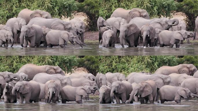 津巴布韦河中一头繁殖的大象群的近景，幼小牛犊站着喝酒