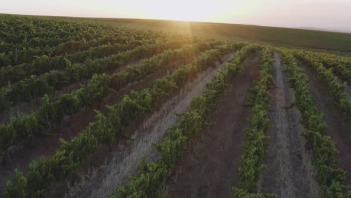 在南非西开普省的一个葡萄酒庄园，日落的葡萄园