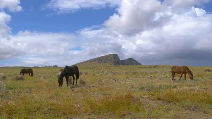 在智利拉诺·拉拉库火山附近广阔的草地上放牧的野马。
