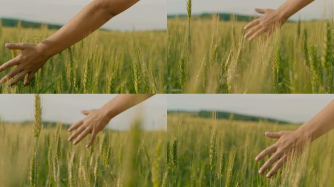 CU男孩散步，在田园诗般的乡村田野中触摸绿色小麦