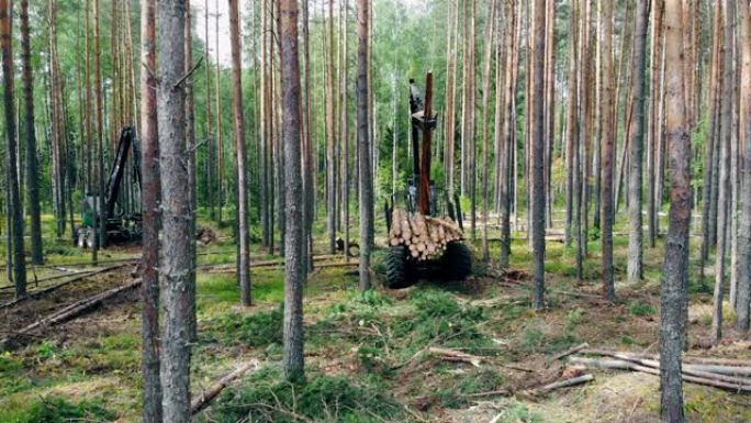 森林砍伐，森林砍伐概念。收割车持有的锯木松树的装载过程