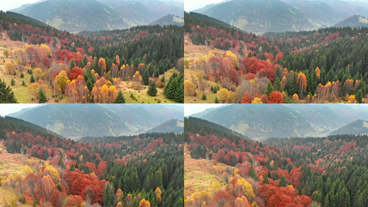 秋季概念。空中拍摄秋天迷雾山脉的多色针叶松树。4K, UHD