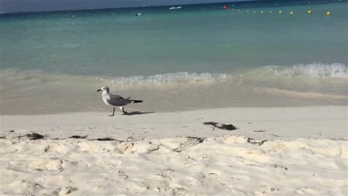 站在热带海滩沙滩上的海鸟。