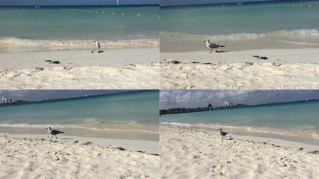 站在热带海滩沙滩上的海鸟。