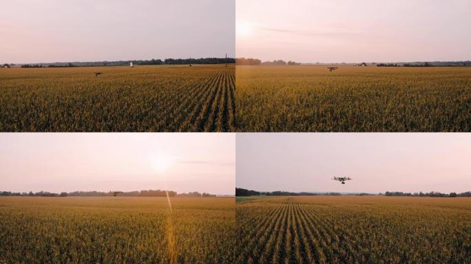 空中无人机在日落时分在玉米田上方飞行