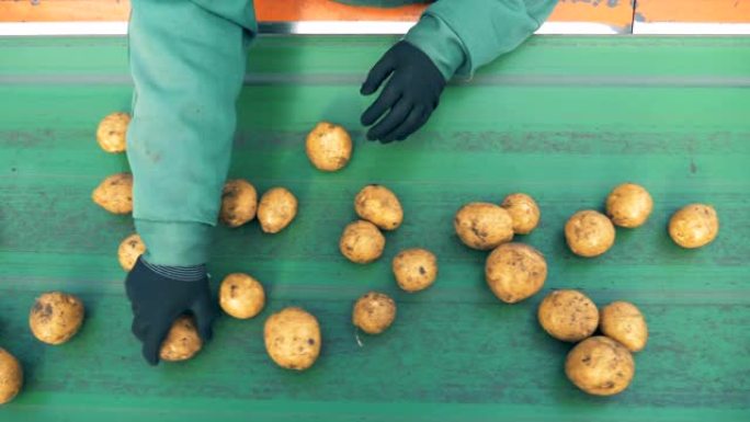 一个人在工作的传送带上对种植的土豆进行分类，俯视图。