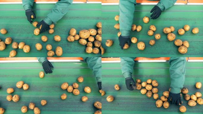 一个人在工作的传送带上对种植的土豆进行分类，俯视图。
