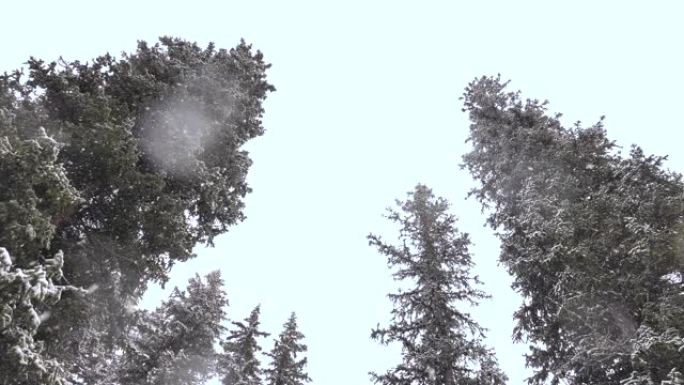 雪落在杉树的树枝上