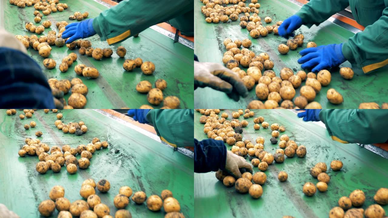农业农业概念。马铃薯块茎正在从工厂输送机上移走。