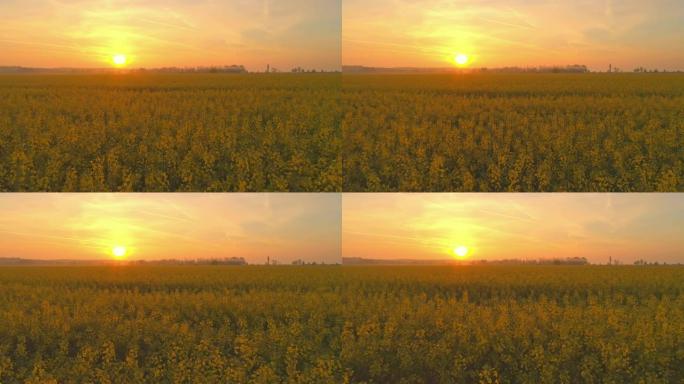 WS日落照耀着斯洛文尼亚田园诗般的，充满活力的黄色菜籽油田