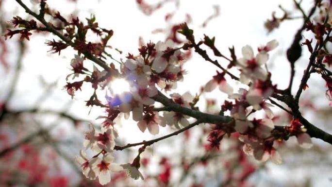 日本樱花特效盛开一束