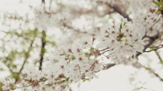 日本樱花白色樱花鲜花花朵小清新