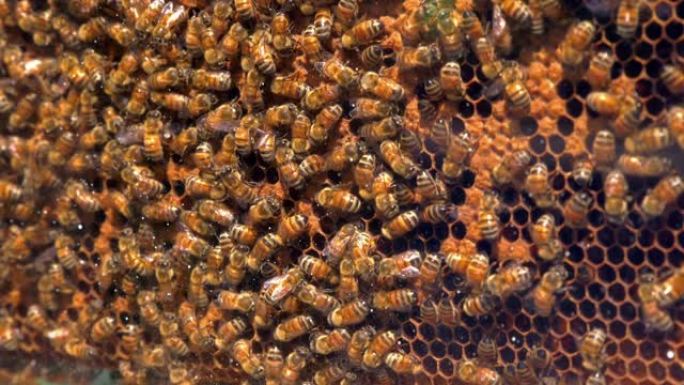 蜂群蜜蜂养殖蜂巢