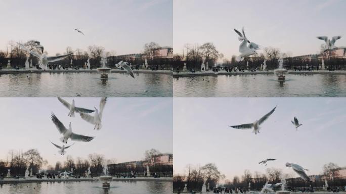 美丽的小海鸥在小巴黎市喷泉池塘上空飞来飞去，在空中慢动作捕捉面包