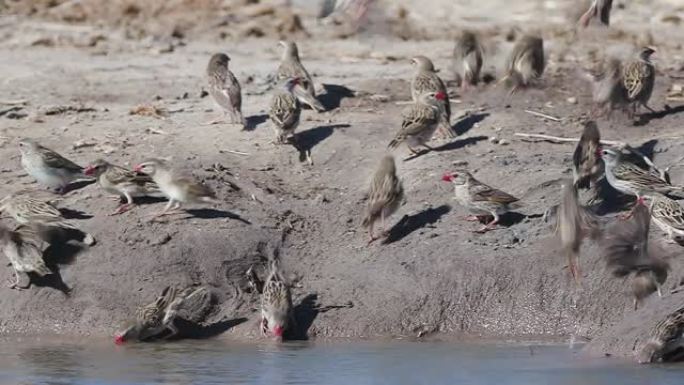 纳米比亚埃托沙国家公园水坑边缘一大群红嘴奎莱人的慢动作视图