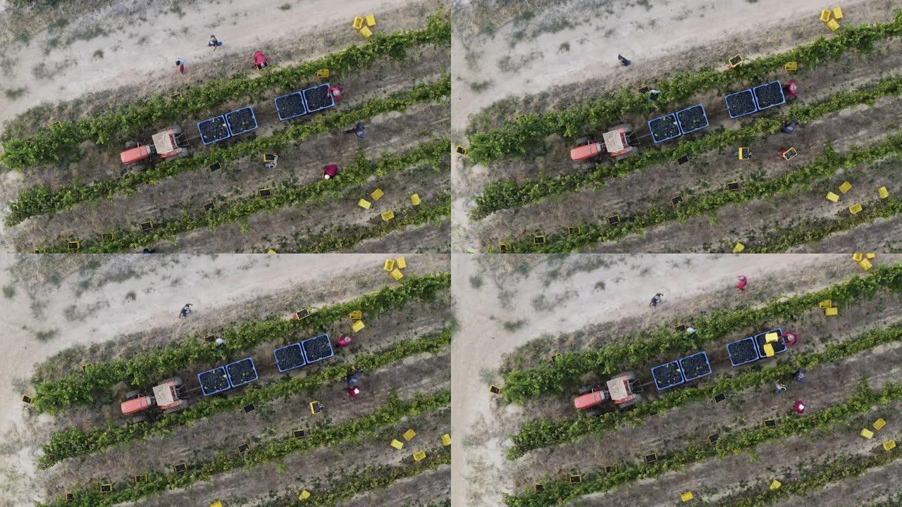 南非西开普省一个葡萄酒庄园的葡萄园里农场工人收获葡萄的4k美丽直下风景鸟瞰图