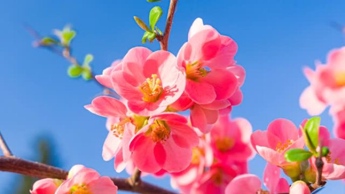 盛开的樱桃树自然美红色花朵开放绽放