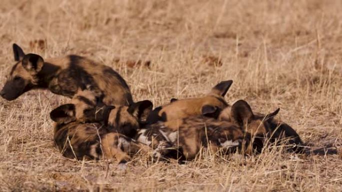 在博茨瓦纳的奥卡万戈三角洲，非洲野狗幼崽相互作用的特写镜头
