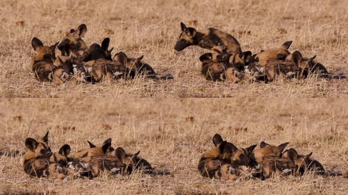在博茨瓦纳的奥卡万戈三角洲，非洲野狗幼崽相互作用的特写镜头