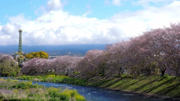 樱花盛开与富士山在日本