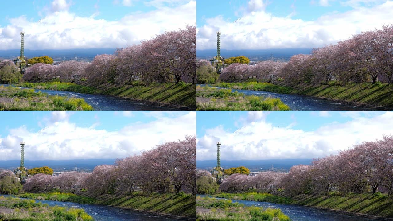 樱花盛开与富士山在日本
